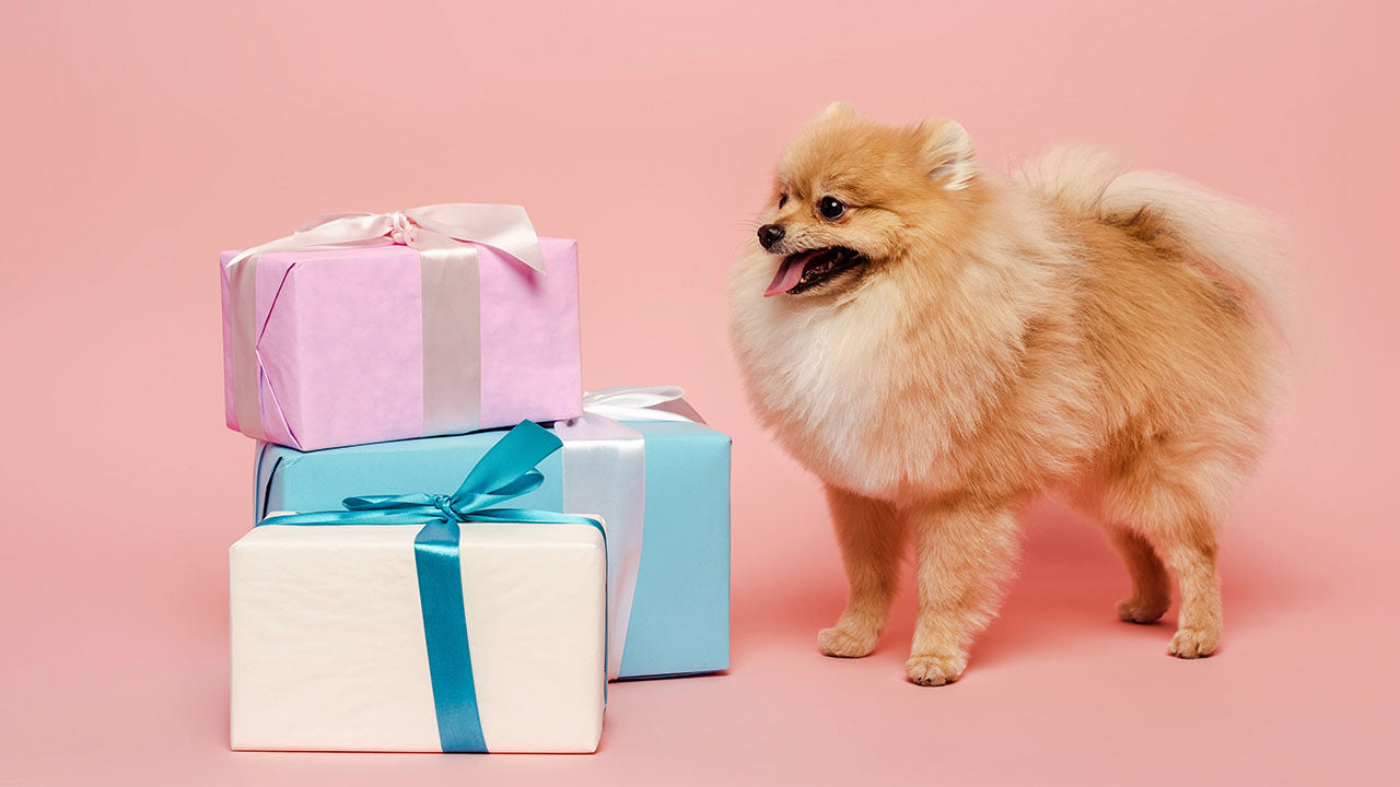 The Best Gifts for Dog Lovers: Thoughtful Ideas They’ll Adore